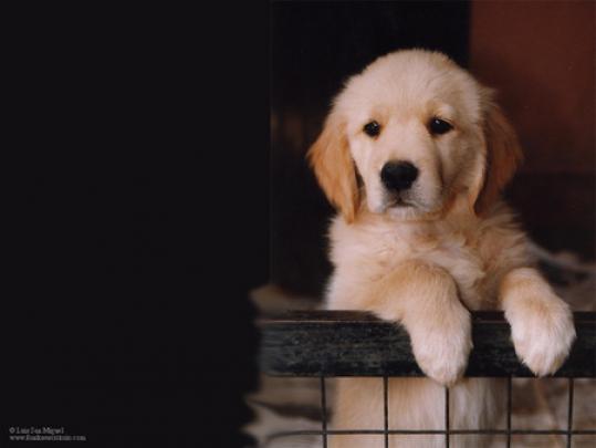Animals Plannet: Puppy wallpaper desktop