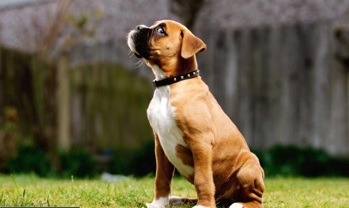 Puppy Wallpapers for Desktop (67+ images)