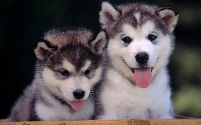 Cute Puppy HD Wallpapers