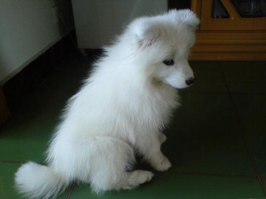 Beautiful puppies dogs - beautiful desktop wallpapers 2014