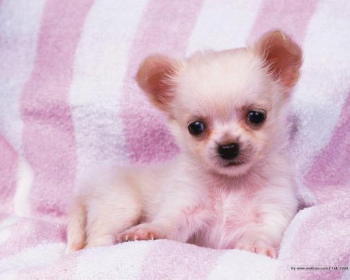 Cute Puppy Desktop Wallpapers