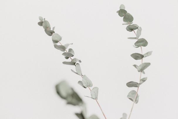 6 Best Essential Oils for Natural Bug Repellent: Stay Safe This Summer!