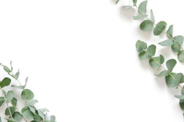 Eucalyptus Desktop Wallpaper Hd - le-blog-de-bebere