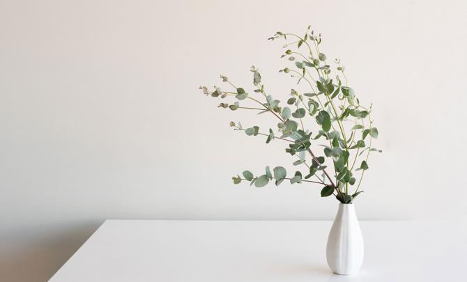 Eucalyptus LOVE | my-sparkling-wine.com