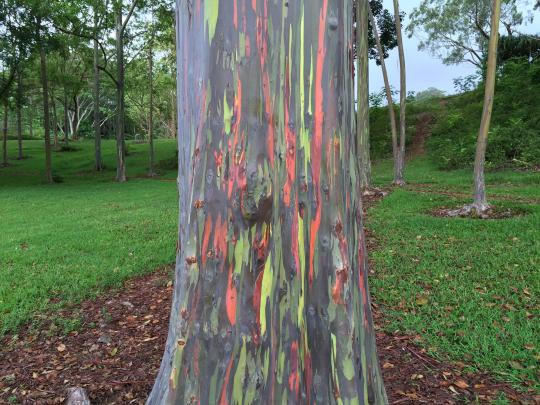 Rainbow Eucalyptus in Hawaii Wallpapers High Quality | Download Free