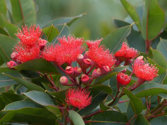 Download wallpaper Eucalyptus, Flowers, flora free desktop wallpaper in 