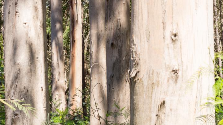 Eucalyptus trees wallpaper - backiee