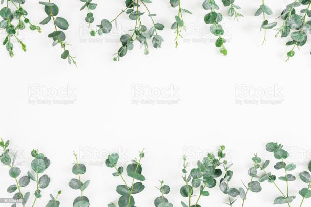 Floral Frame Of Eucalyptus Leaves Isolated On White Background Flat Lay 