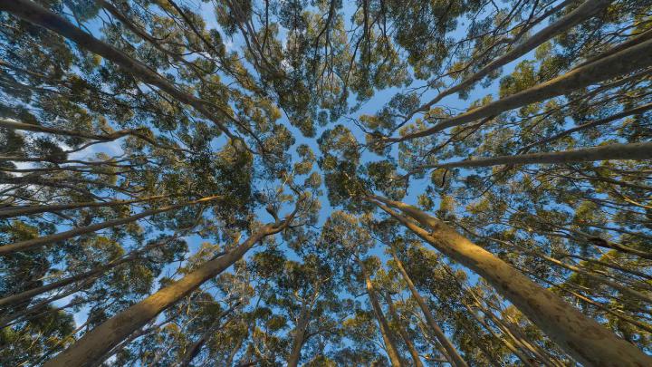 Eucalyptus Canopy \u2013 Bing Wallpaper Download