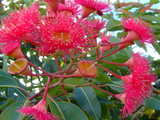Eucalyptus Flower 3472