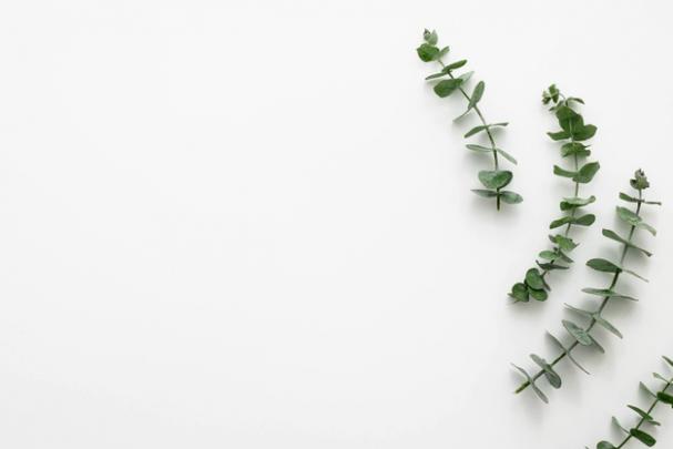 Download Eucalyptus Leaves Twig With Copy Space Background For Free