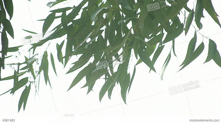 Watercolor Eucalyptus Desktop Wallpaper - img-chrysanthemum