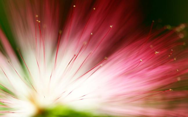 May Flowers Wallpaper HD Desktop (66+ images)