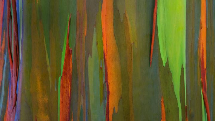 Rainbow Bark \u2013 Bing Wallpaper Download