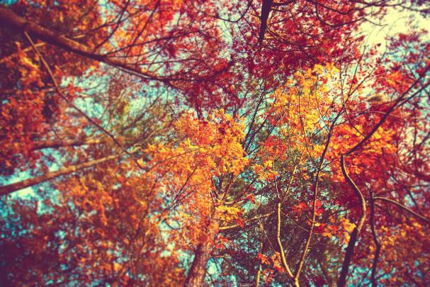 Cute Fall Aesthetic Wallpapers For Laptop - Best Season Ideas