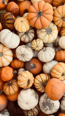 Vsco Aesthetic Fall Wallpapers Iphone Pumpkin
