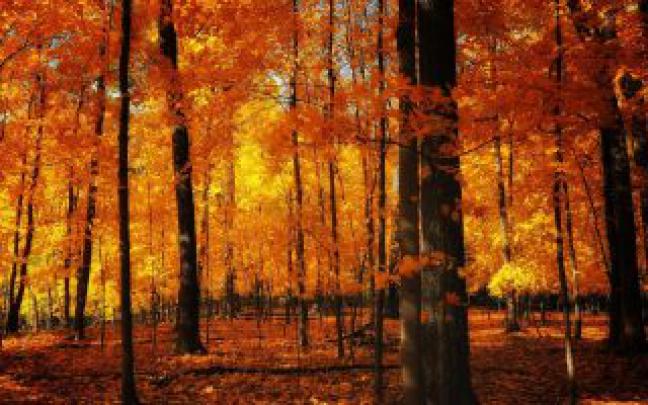 Desktop Wallpaper Fall Aesthetic | 2021 Cute Wallpapers