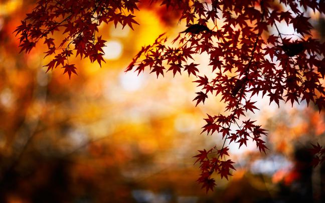 Fall Leaves Wallpapers (72+ images)