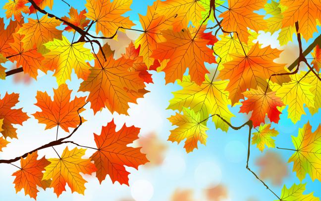 Fall Leaves Wallpapers (72+ images)
