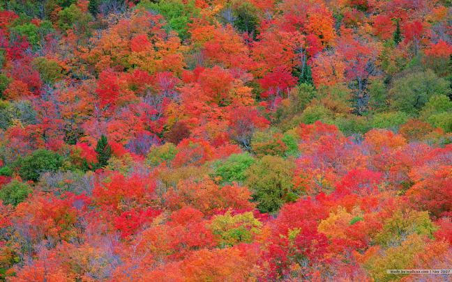 Fall Leaves Desktop Wallpapers