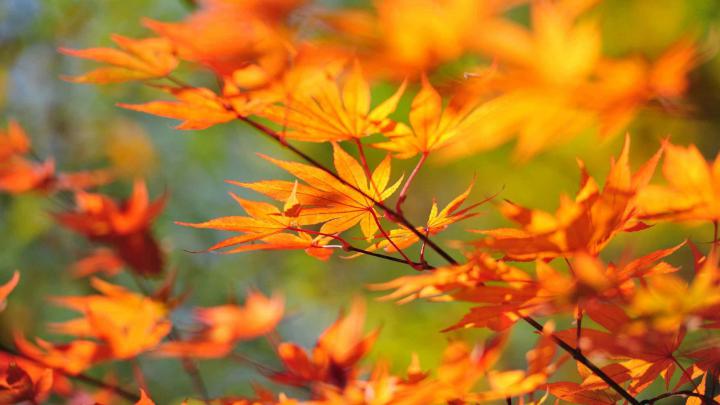 Autumn Leaf Wallpaper (68+ images)