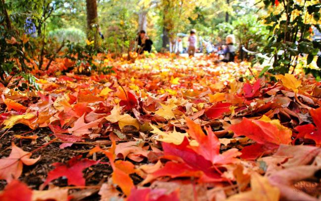 Fall Foliage Desktop Wallpapers