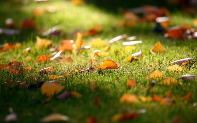 autumn leaves garden - HD Desktop Wallpapers