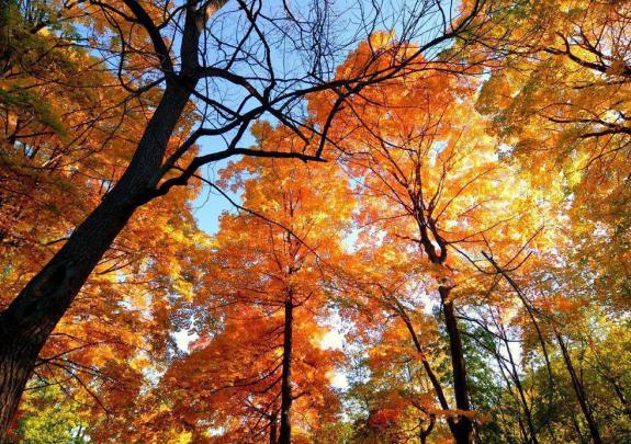 Autumn Leaves Desktop Wallpapers