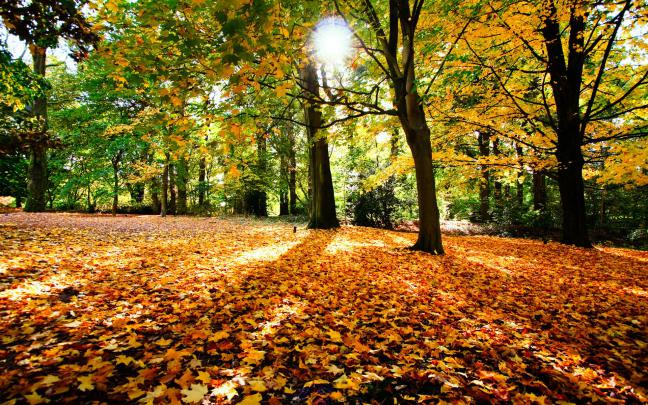 Autumn Leaves Desktop Wallpapers