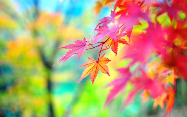 autumn colorful leaves - HD Desktop Wallpapers