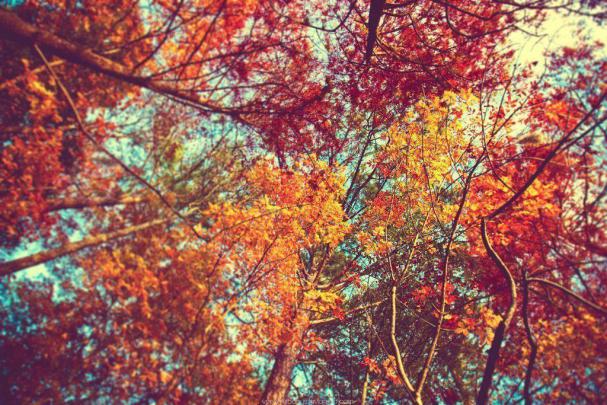 Autumn Leaves Desktop Wallpapers