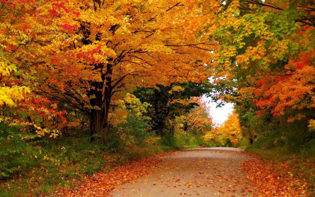Seasons Autumn Trees Foliage Nature HD desktop wallpaper : Widescreen 