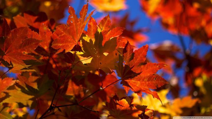 Fall Wallpaper for Desktop 1920x1080 (60+ images)
