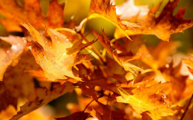 autumn yellow leaves - HD Desktop Wallpapers
