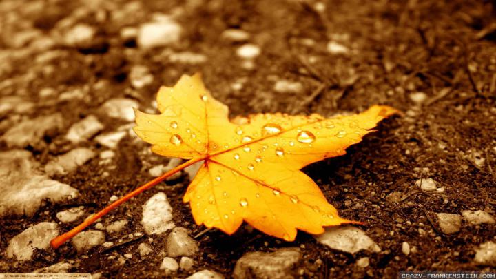Fall Leaves Wallpapers (72+ images)