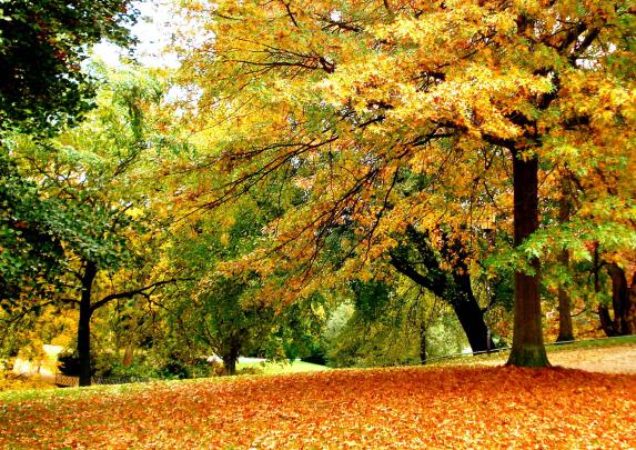 Wallpapers Fall Leaves