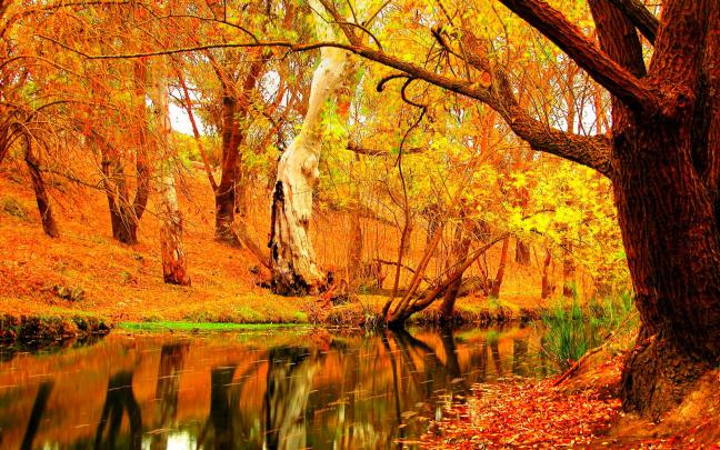 autumn, Fall, Season, Nature, Landscape, Leaf, Leaves, Color, Seasons 