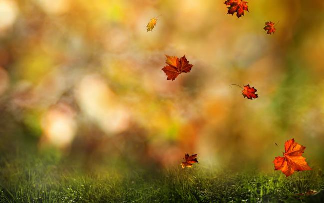 fall wallpaper forest - HD Desktop Wallpapers