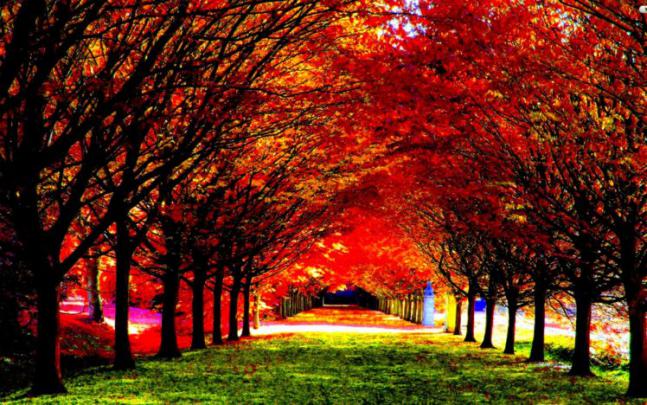 autumn, Fall, Season, Nature, Landscape, Leaf, Leaves, Color, Seasons 