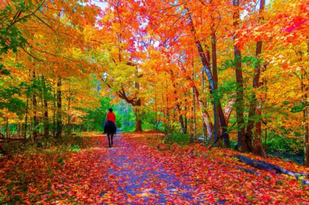 leaves, Horse, Path, Trees, Fall, Colors Wallpapers HD \/ Desktop and 