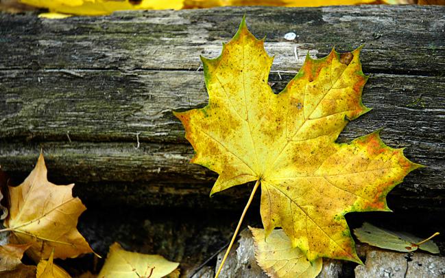 Autumn Leaves Windows 7 Desktop Backgrounds - WindowsObserver.com