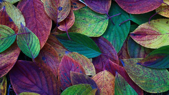 Autumn Leaves Desktop Backgrounds Wallpaper High Definition - High 
