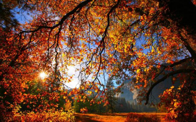 autumn, Fall, Season, Nature, Landscape, Leaf, Leaves, Color, Seasons 