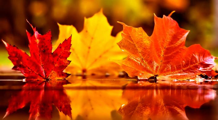 [62+] Autumn Leaves Wallpapers 
