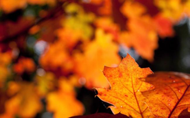 leaves picture autumn - HD Desktop Wallpapers