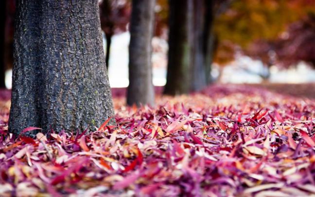 autumn leaves purple pink - HD Desktop Wallpapers