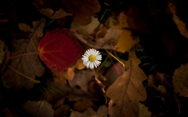 flower chamomile leaves autumn - HD Desktop Wallpapers