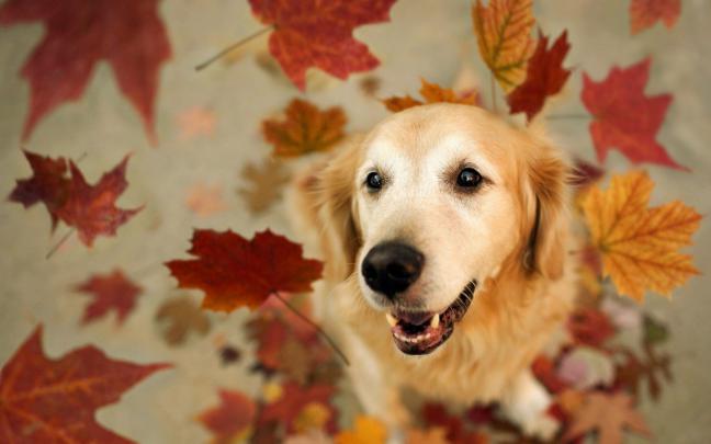dog leaves autumn - HD Desktop Wallpapers