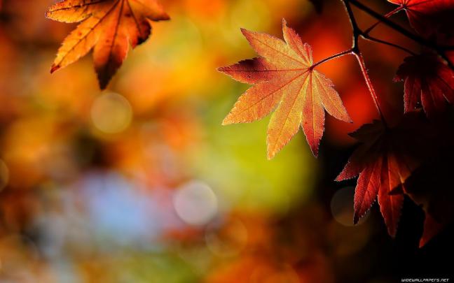 Fall Leaves Wallpapers