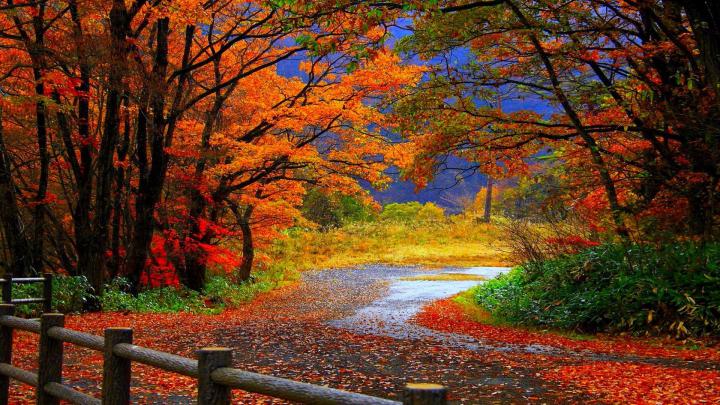 Fall Foliage Wallpaper for Desktop \u00b7\u2460 